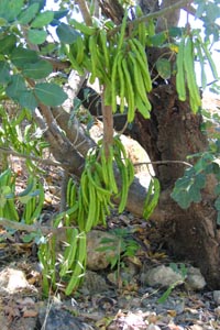Ceratonia siliqua, Carob tree
